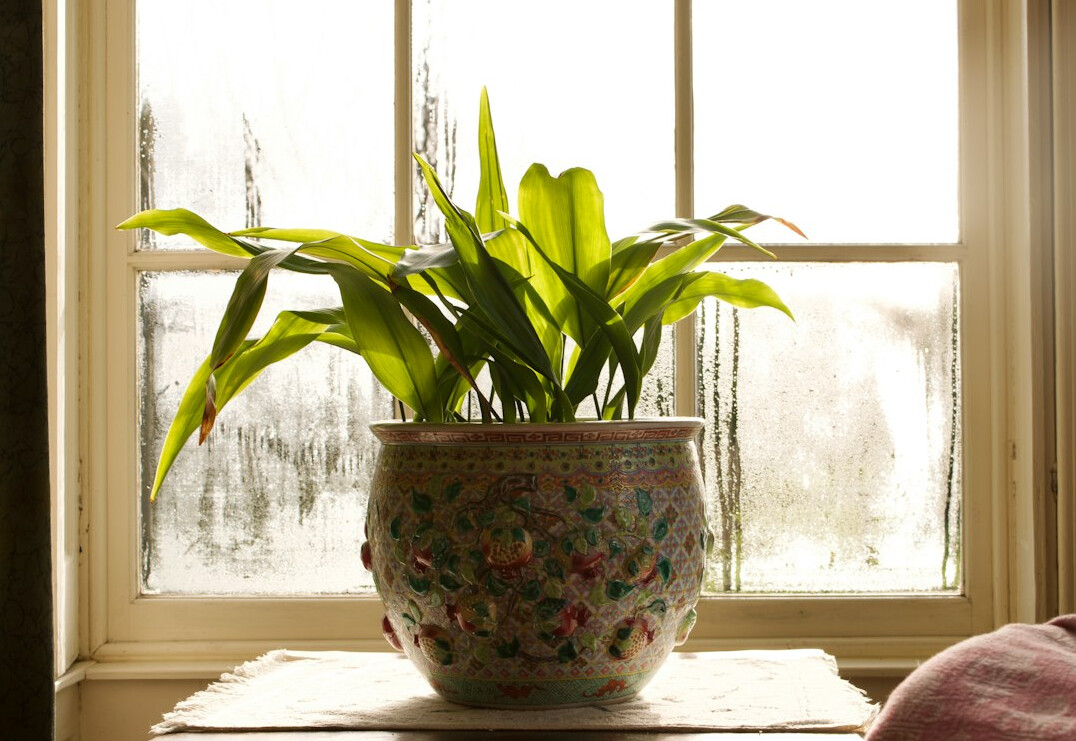healthy indoor plants winter