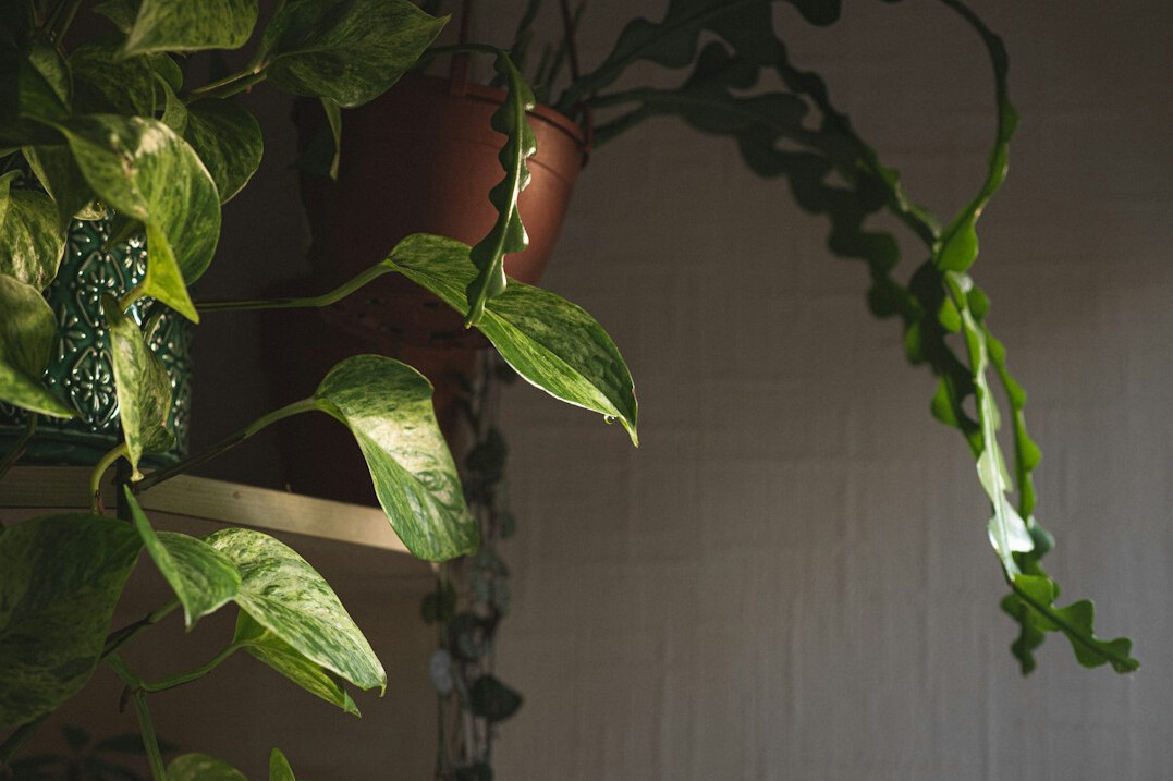 indoor plants on shelf