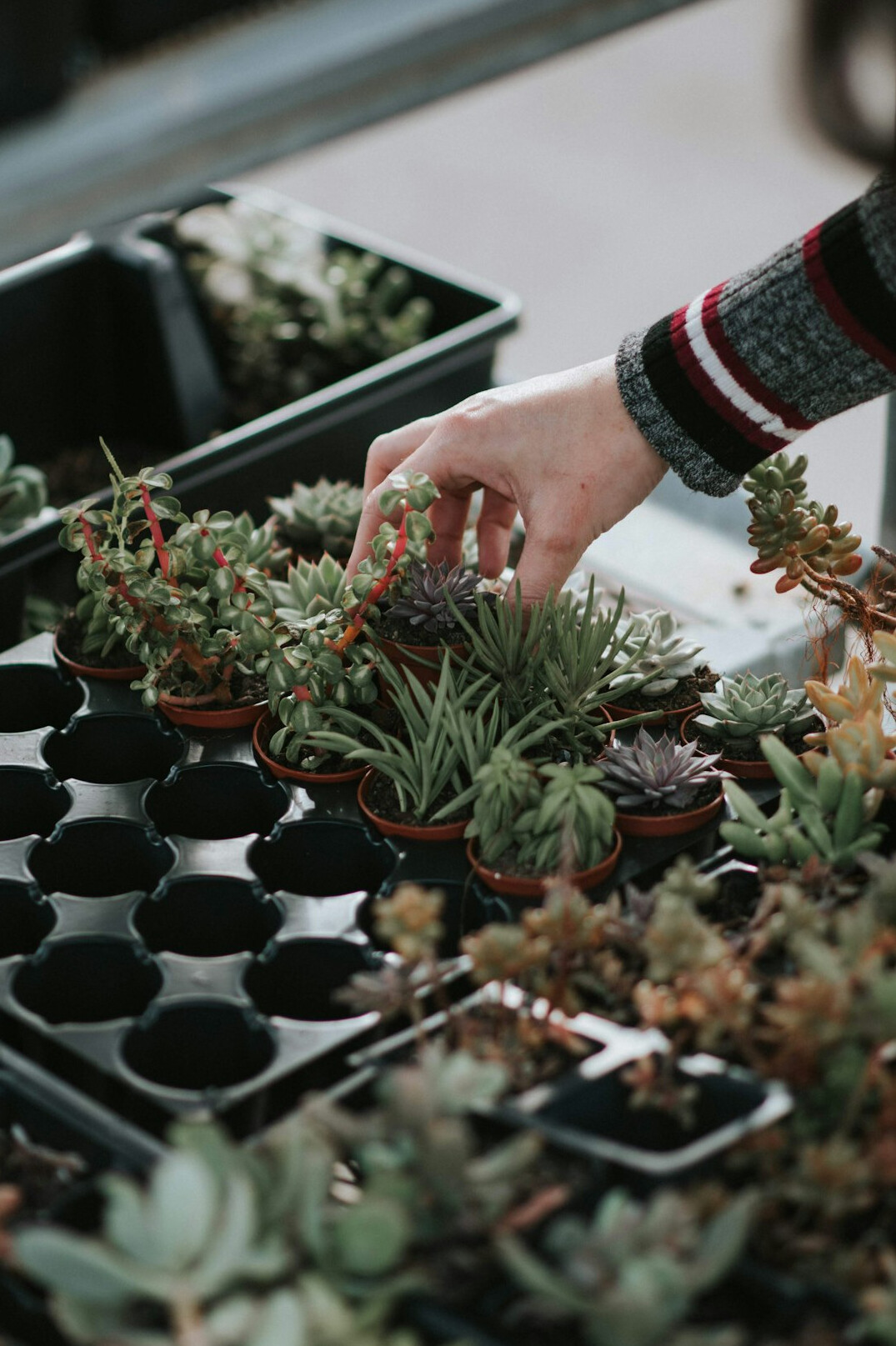 woman caring for houseplants