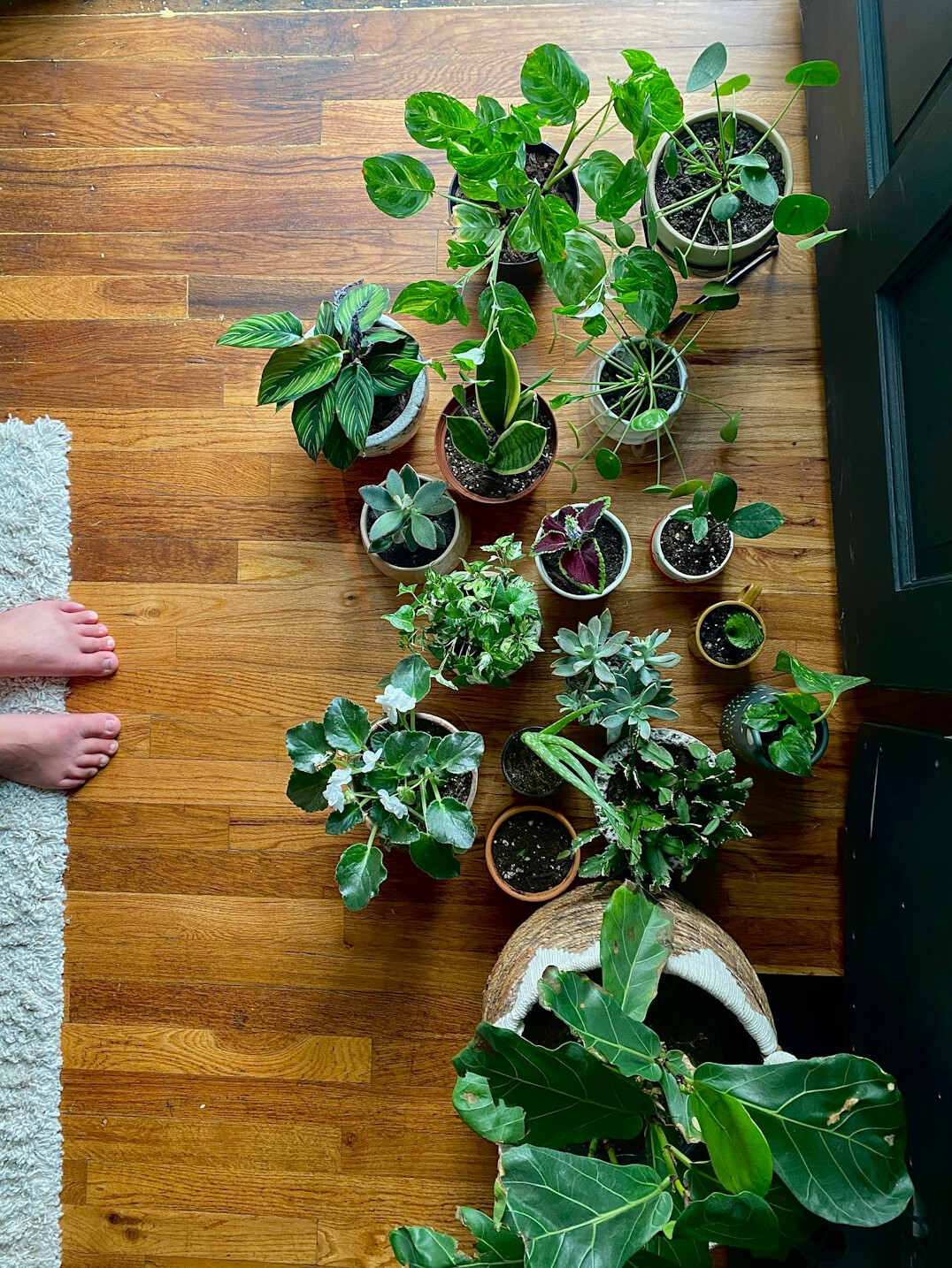 indoor plants in cold climate