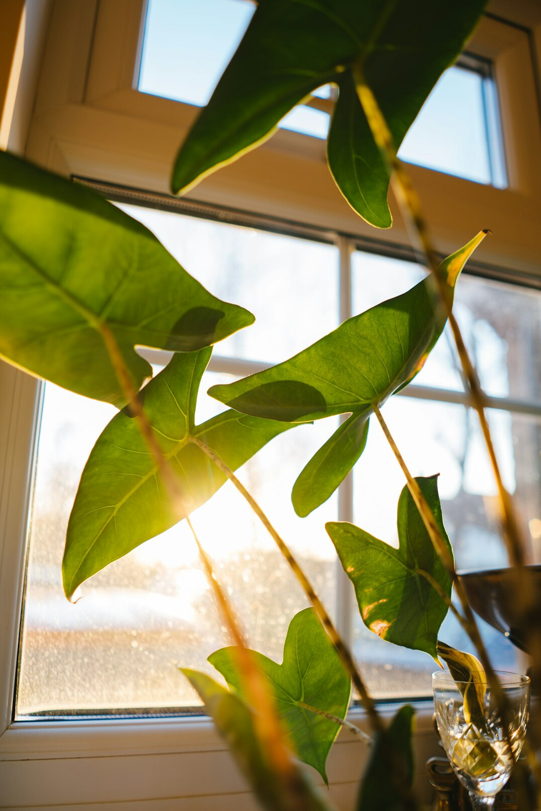 indoor plants on windowsill