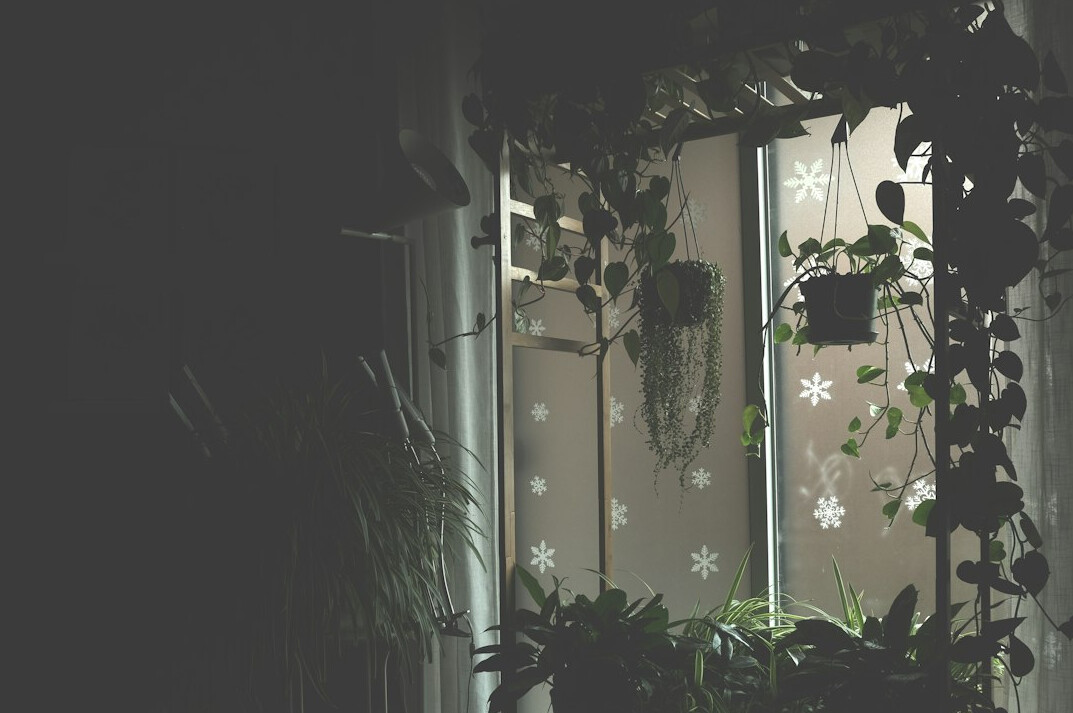 indoor plants near window in winter