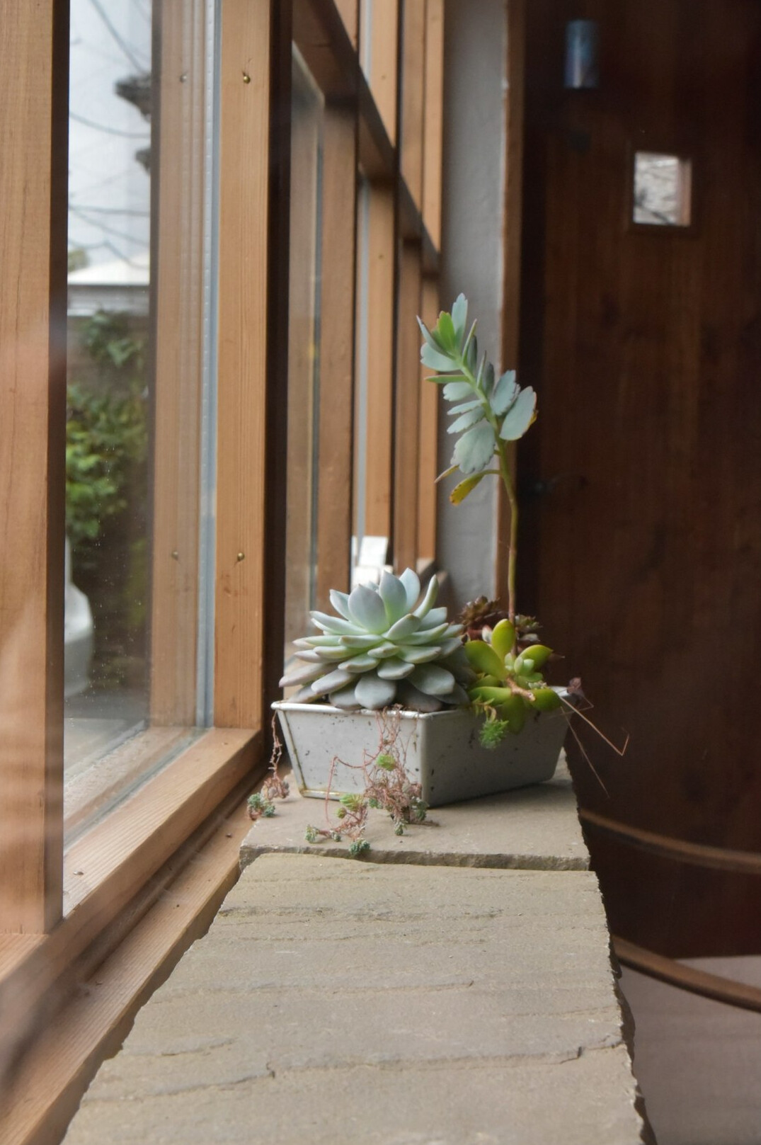 succulents on windowsill