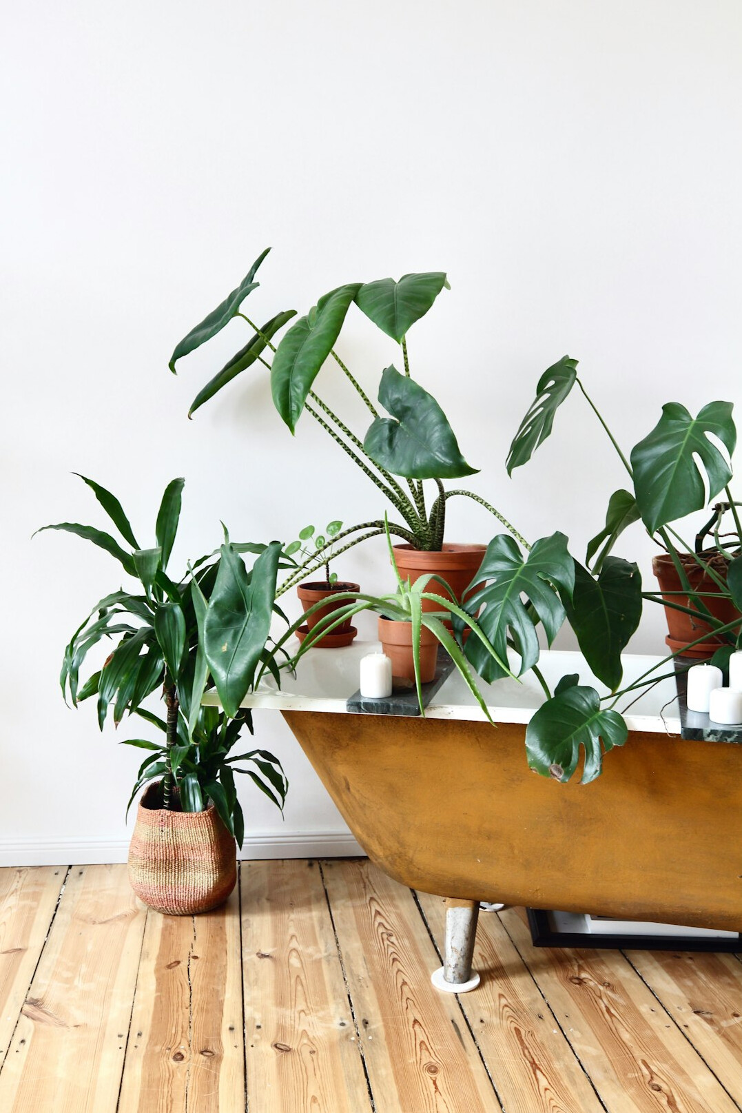 beautiful indoor plants arrangement