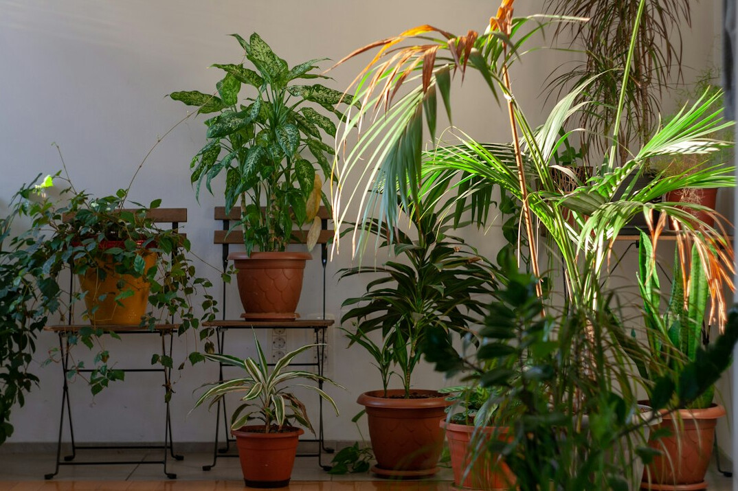 pruning indoor plants