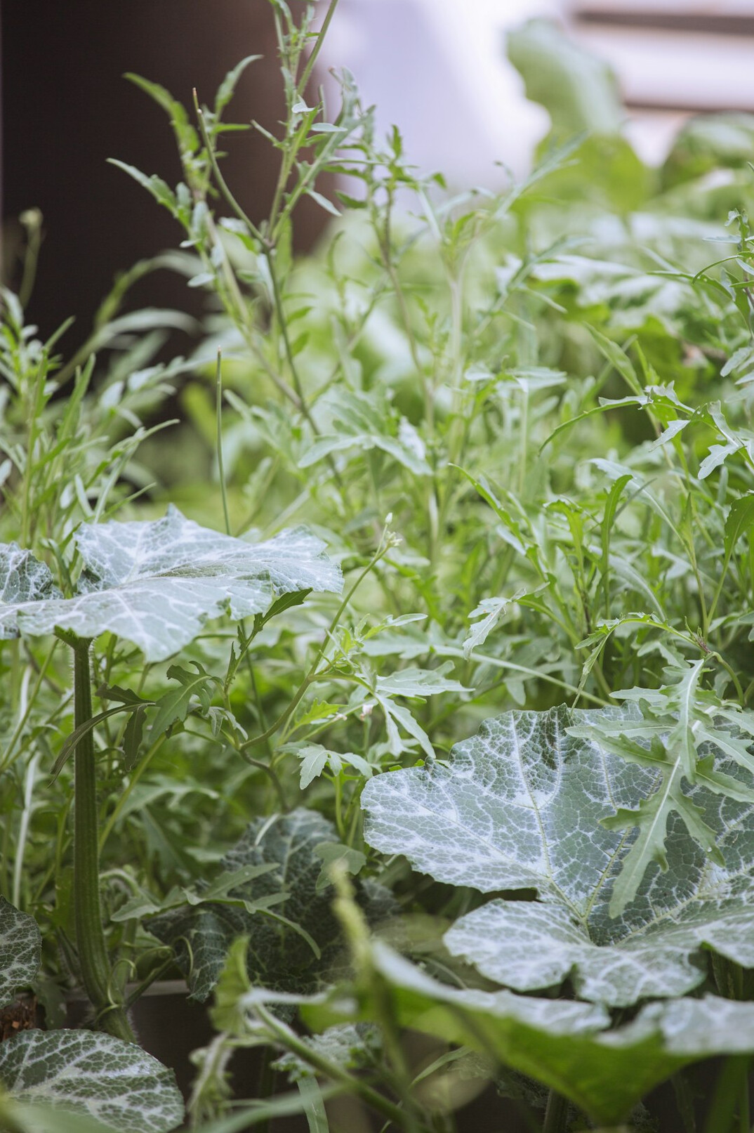 urban balcony vegetable garden