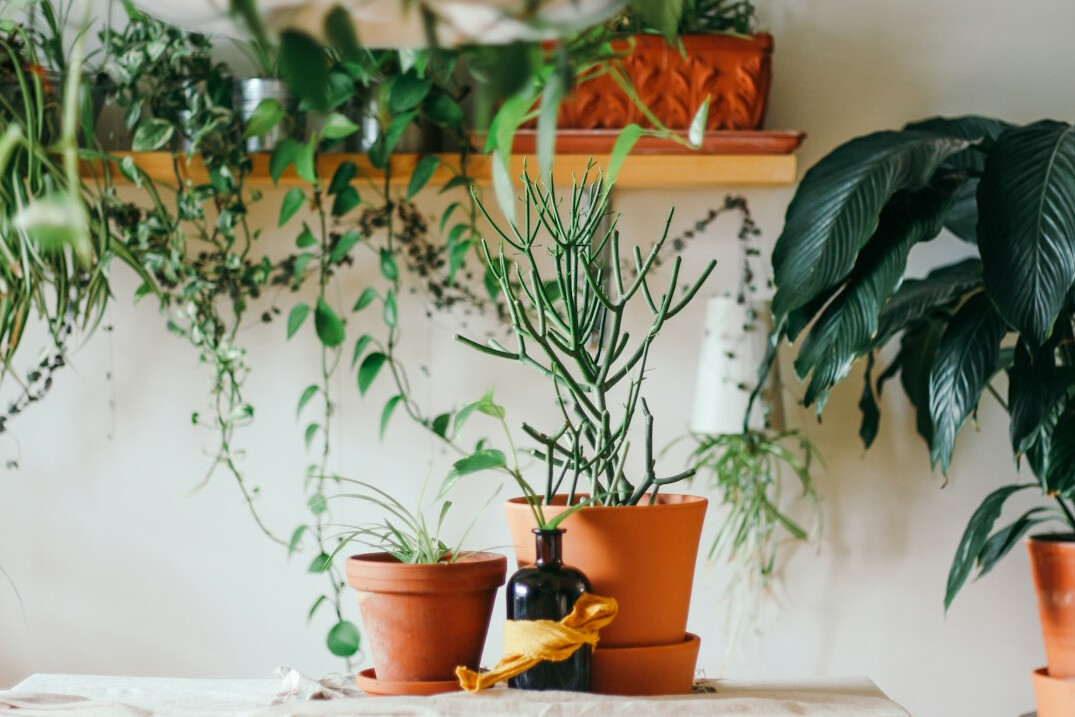 indoor plants on shelf