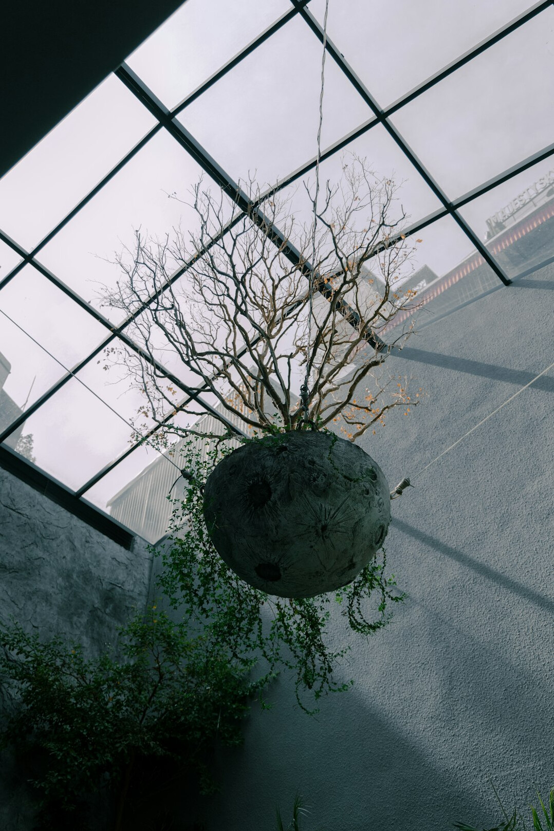 hanging plants indoor