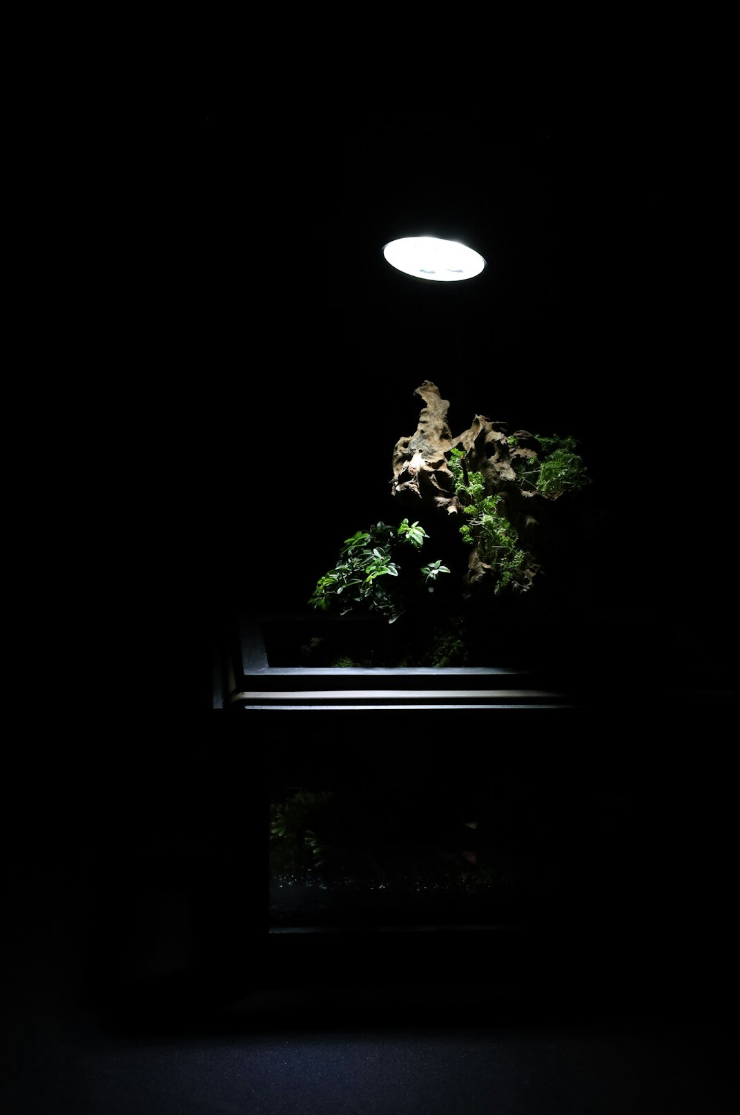 terrarium plants