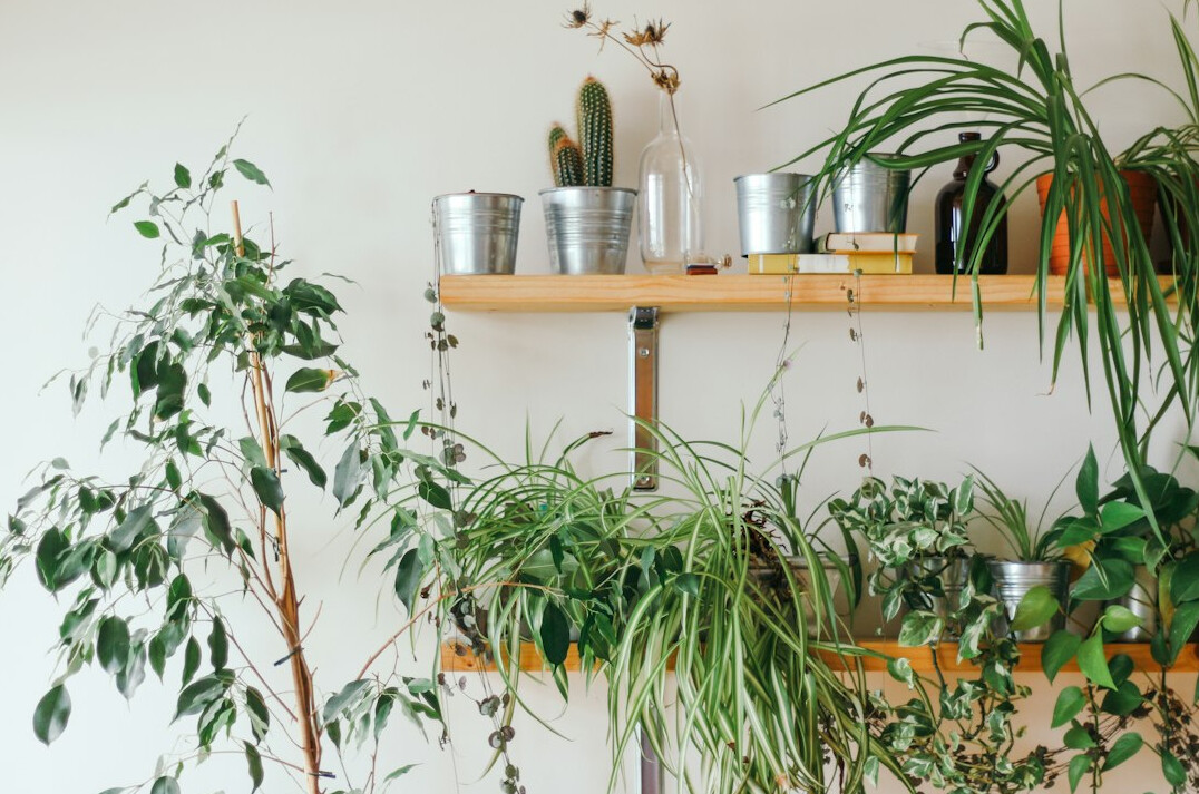 healthy indoor plants collection