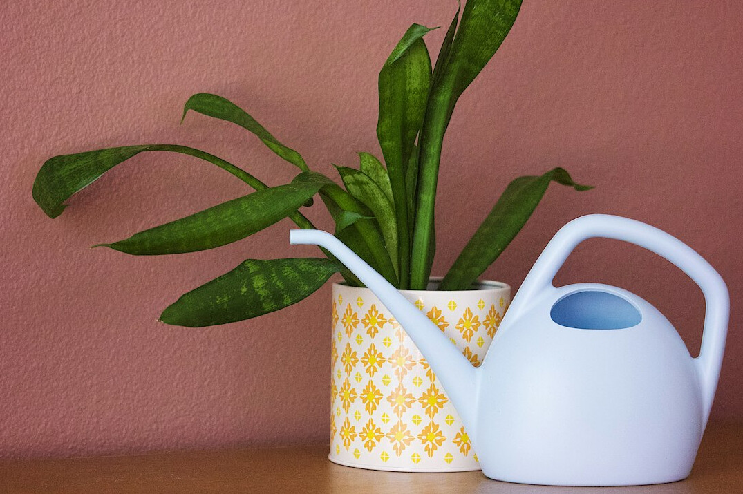 watering houseplants winter